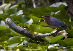 Green Heron
